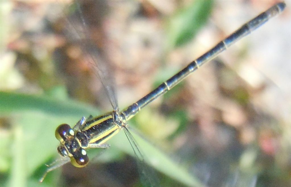 Ischnura a colori